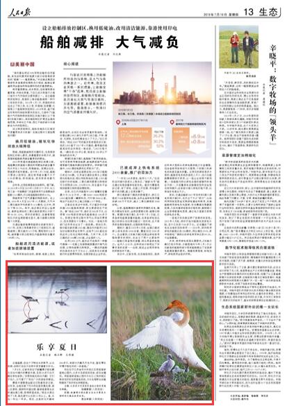 苏州同里国家湿地公园内水鸟嬉戏觅食