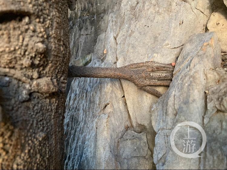 奇闻！千年菩提树腰上长出一只手