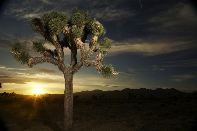 躲过恐龙灭绝却逃不过气候变暖 这种最古老的树木正面临灭顶之灾