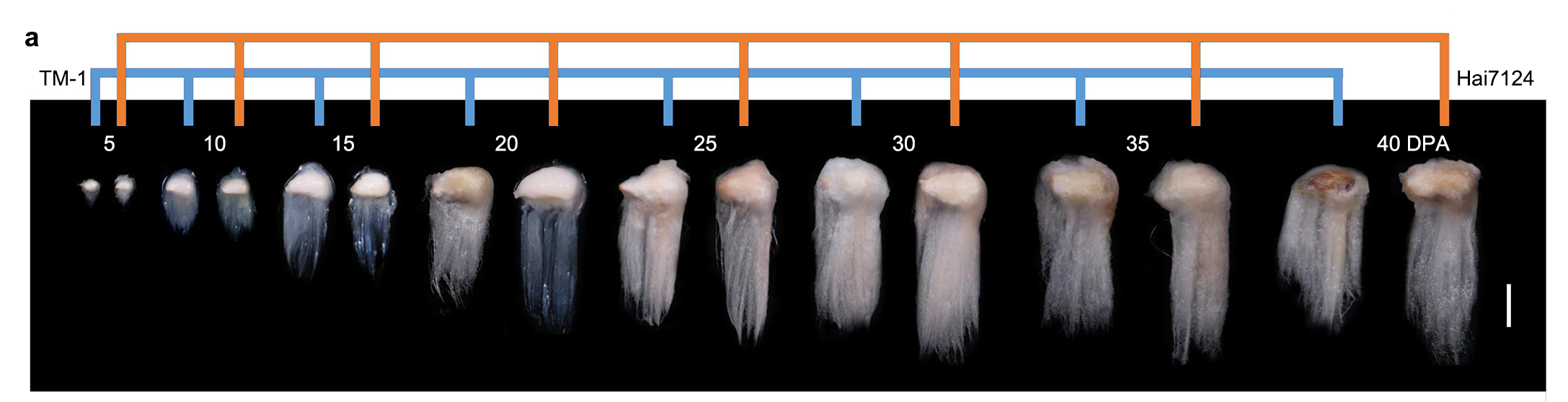 浙大学者新发现 未来棉花的“质”与“量”或可兼得