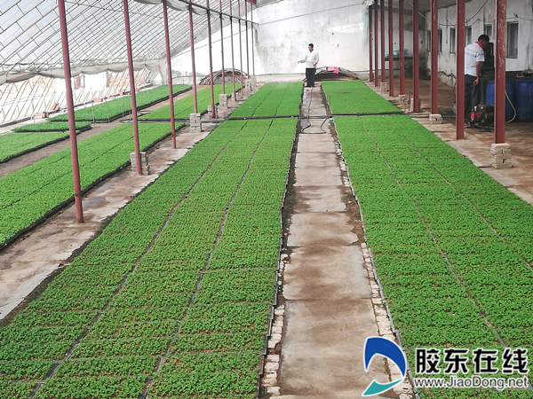 绿荫清凉城市 精彩缤纷公园城市建设公园　|　 胶东在线